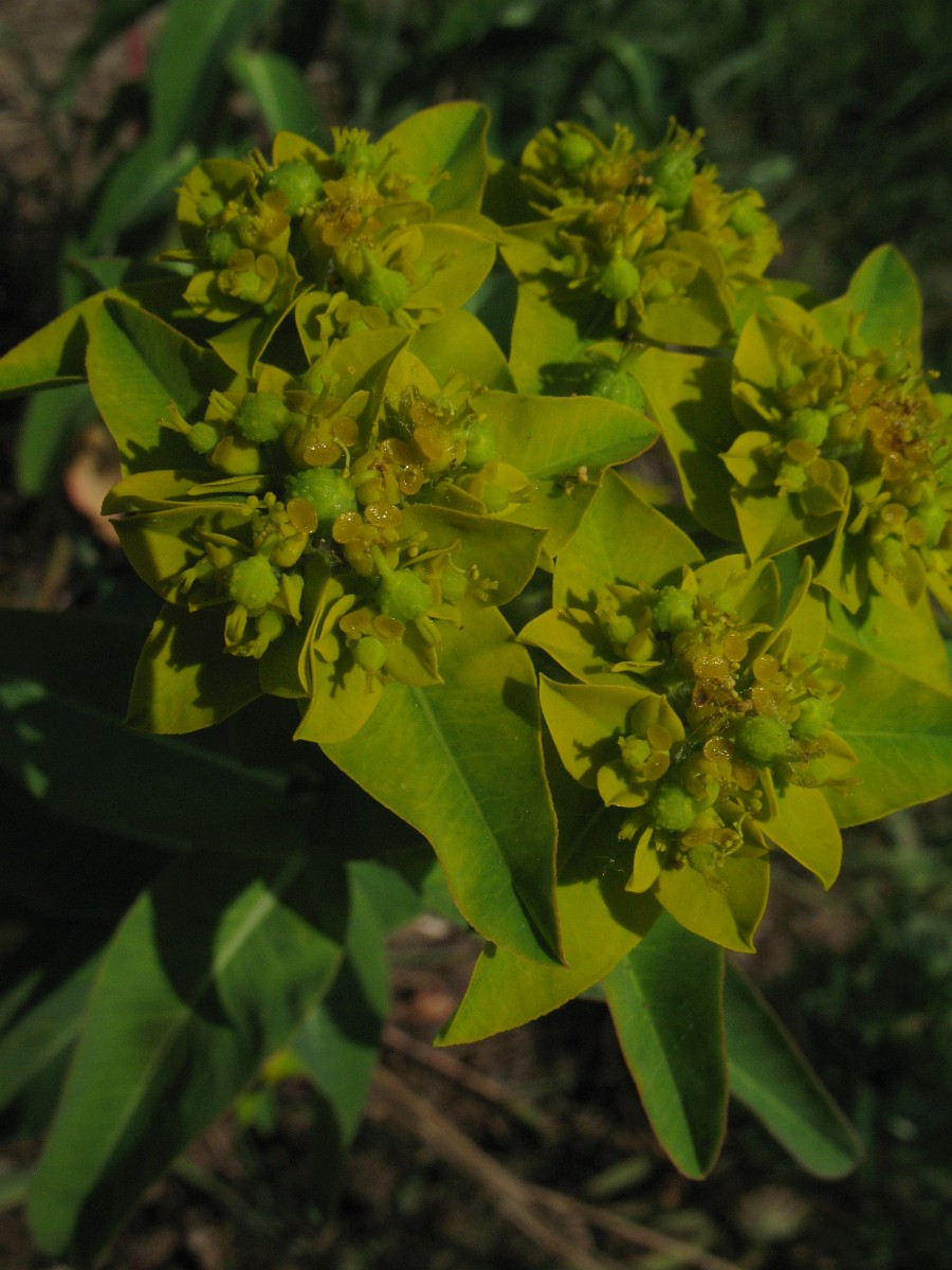 Euphorbia Oblongata